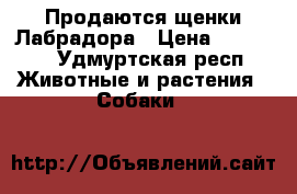 Продаются щенки Лабрадора › Цена ­ 15 000 - Удмуртская респ. Животные и растения » Собаки   